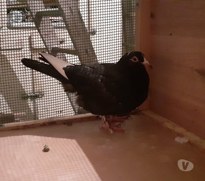 Vente Gironde Begles - 33130 - Photos Vivastreet JEUNES PIGEONS NOIRS ou NOIRS à VOL BLANC