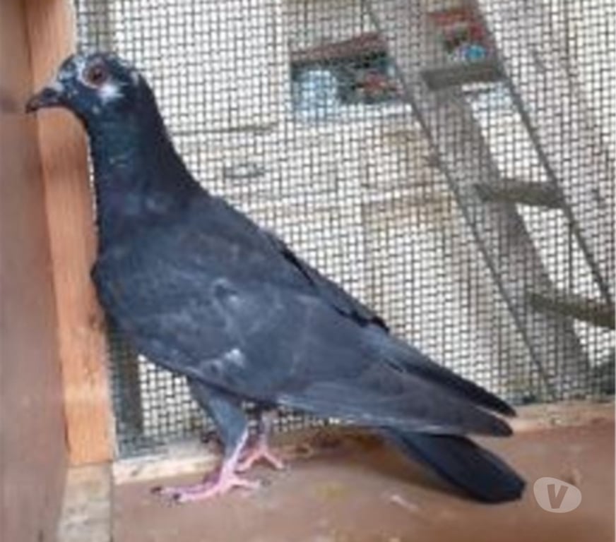 Vente Gironde Begles - 33130 - Photos Vivastreet JEUNES PIGEONS NOIRS ou NOIRS à VOL BLANC
