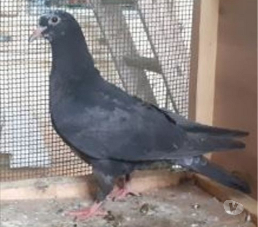 Vente Gironde Begles - 33130 - Photos Vivastreet JEUNES PIGEONS NOIRS ou NOIRS à VOL BLANC