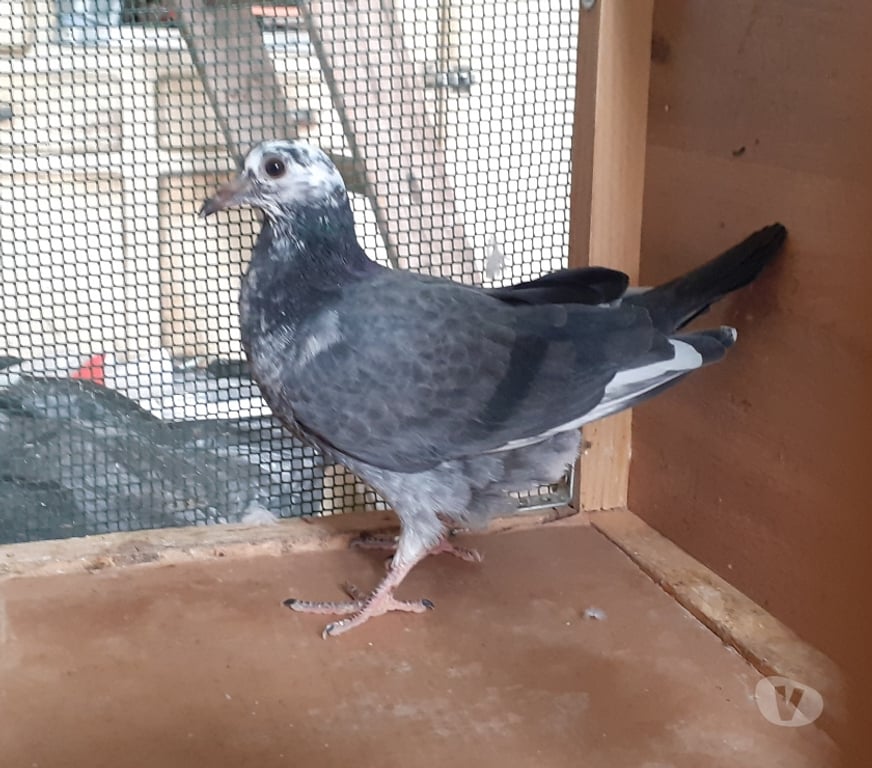 Vente Gironde Begles - 33130 - Photos Vivastreet JEUNES PIGEONS NOIRS ou NOIRS à VOL BLANC