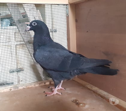 Vente animaux Begles Gironde - Photos Vivastreet JEUNES PIGEONS NOIRS ou NOIRS à VOL BLANC