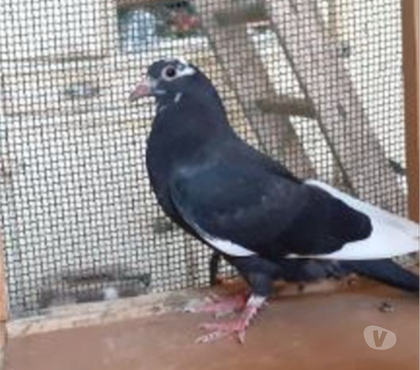 Vente animaux Begles Gironde - Photos Vivastreet JEUNES PIGEONS NOIRS ou NOIRS à VOL BLANC