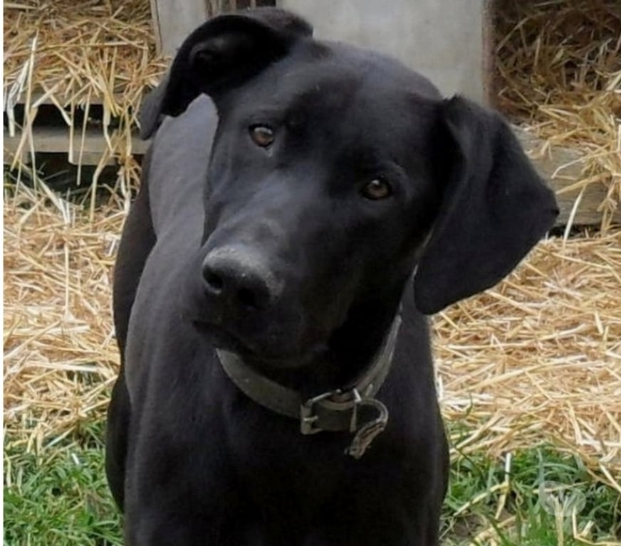 Vente Lot Castelnau Montratier - 46170 - Photos Vivastreet Chien 2 ans gentil fidèle obéissant ok autres animaux