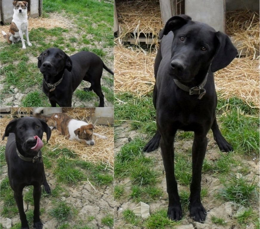 Vente Lot Castelnau Montratier - 46170 - Photos Vivastreet Chien 2 ans gentil fidèle obéissant ok autres animaux