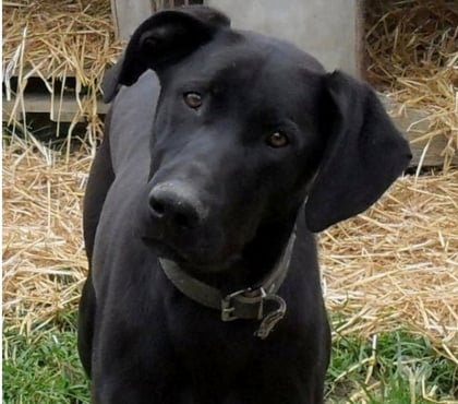 Vente animaux Castelnau Montratier Lot - Photos Vivastreet Chien 2 ans gentil fidèle obéissant ok autres animaux