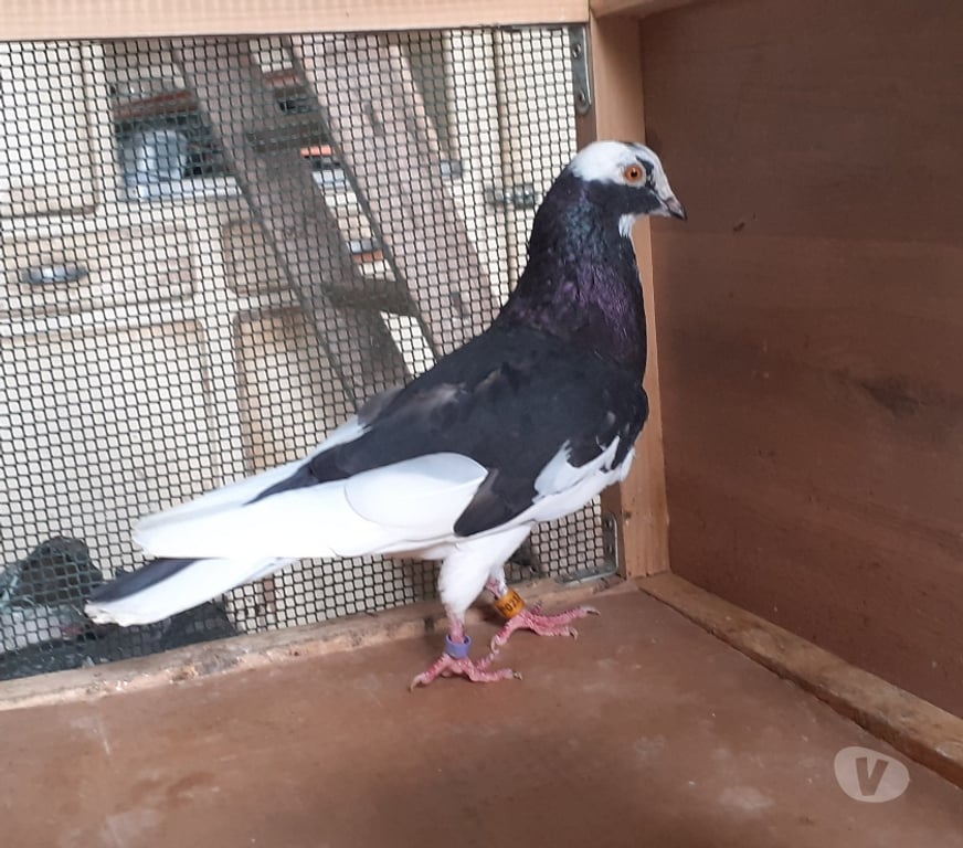 Vente Gironde Bordeaux - Photos Vivastreet PIGEONS D’ORNEMENT