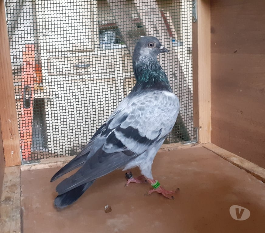 Vente Gironde Bordeaux - Photos Vivastreet PIGEONS D’ORNEMENT