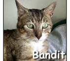 BANDIT, chat câlin et calme
