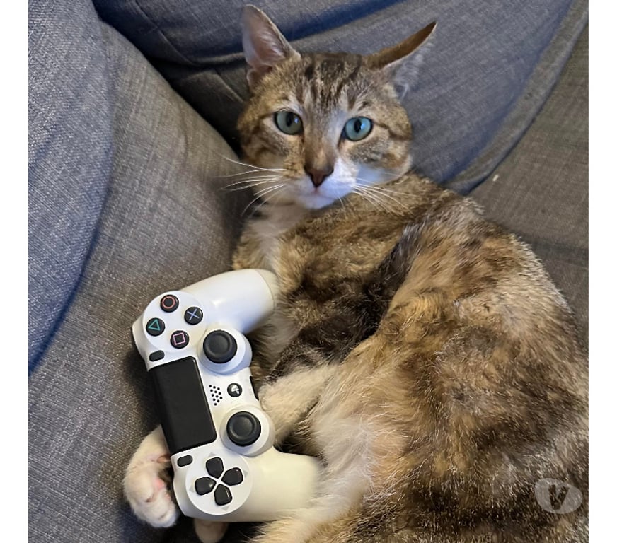 Don animaux Rhône Lyon - Photos Vivastreet BANDIT, chat câlin et calme