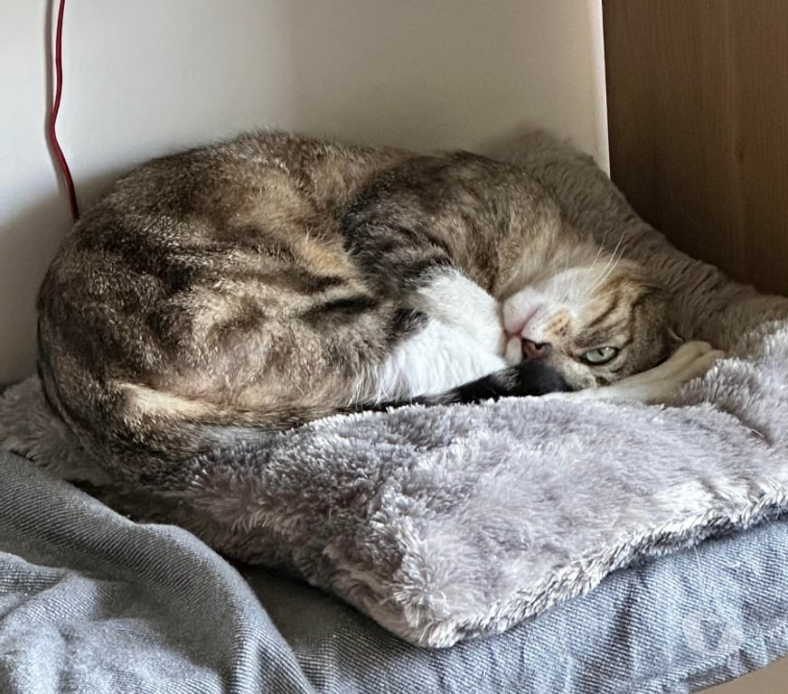 Don animaux Rhône Lyon - Photos Vivastreet BANDIT, chat câlin et calme