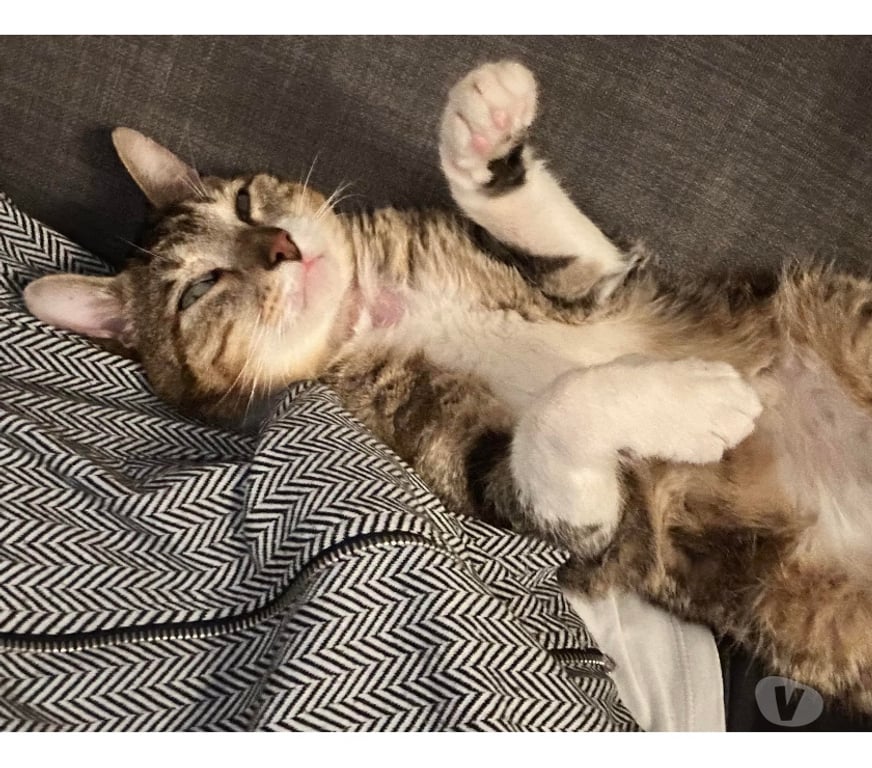 Don animaux Rhône Lyon - Photos Vivastreet BANDIT, chat câlin et calme