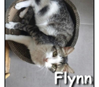 FLYNN, chat attachant et calme
