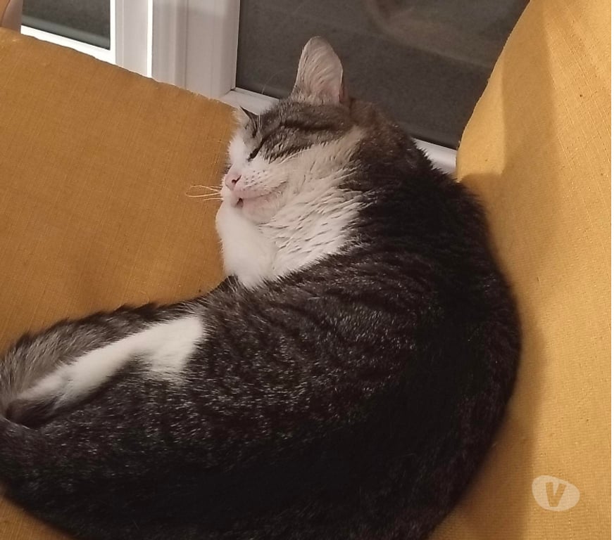 Don animaux Rhône Lyon - Photos Vivastreet FLYNN, chat attachant et calme