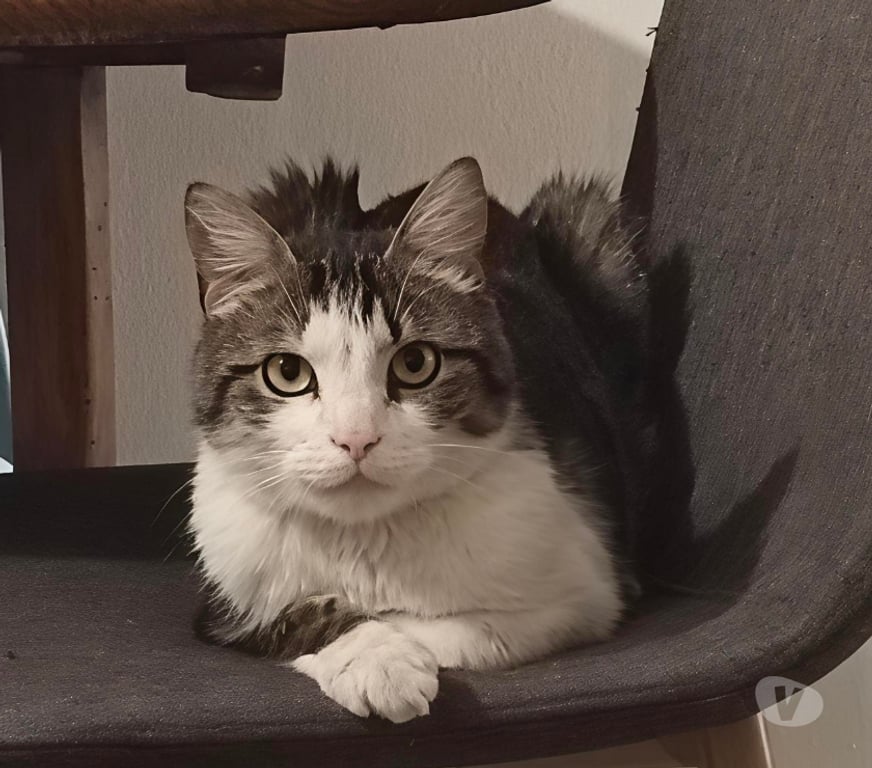 Don animaux Rhône Lyon - Photos Vivastreet FLYNN, chat attachant et calme