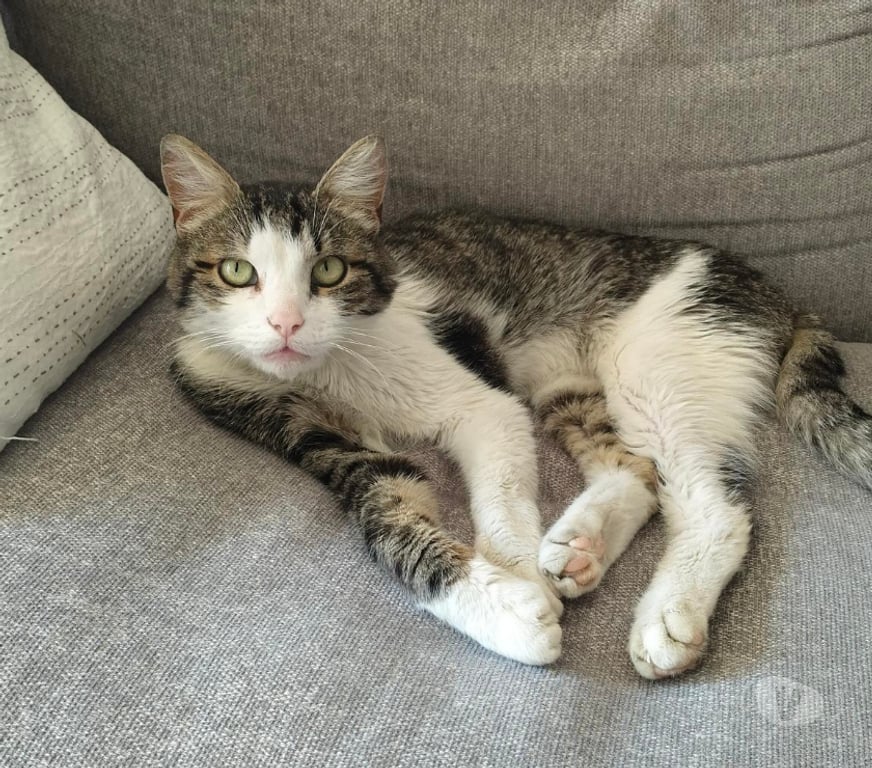 Don animaux Rhône Lyon - Photos Vivastreet FLYNN, chat attachant et calme