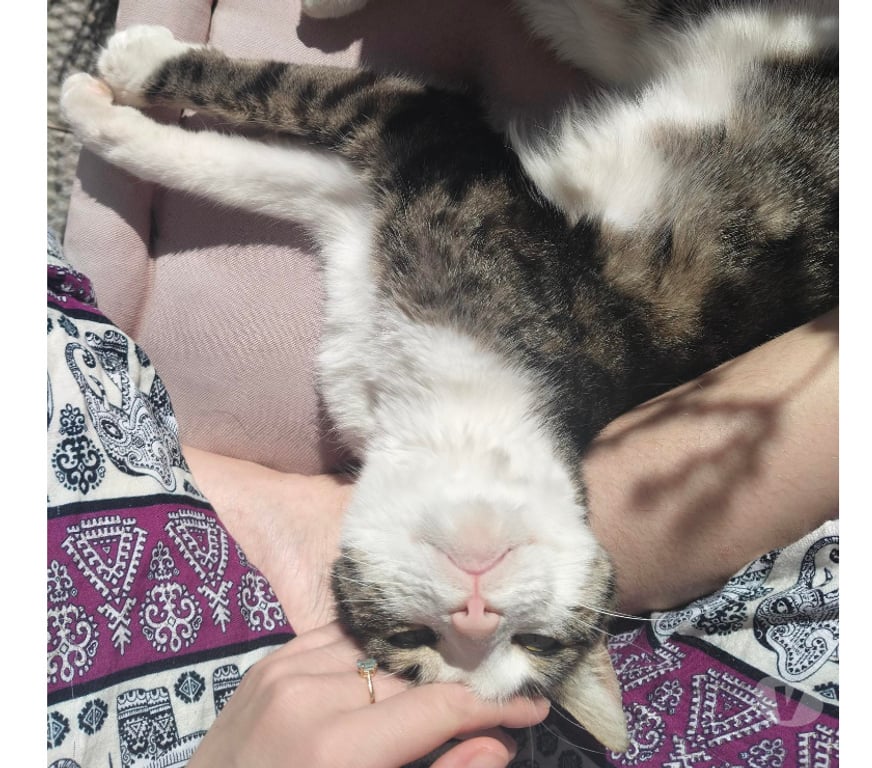 Don animaux Rhône Lyon - Photos Vivastreet FLYNN, chat attachant et calme