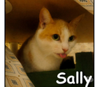 SALLY, minette douce et calme