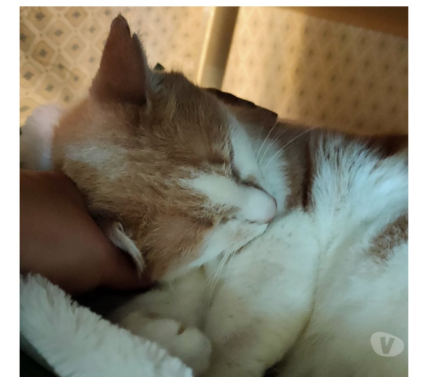 Don animaux Rhône Lyon - Photos Vivastreet SALLY, minette douce et calme