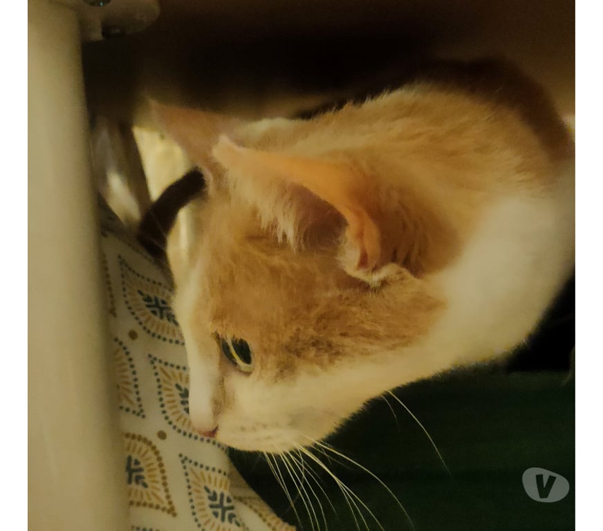 Don animaux Rhône Lyon - Photos Vivastreet SALLY, minette douce et calme