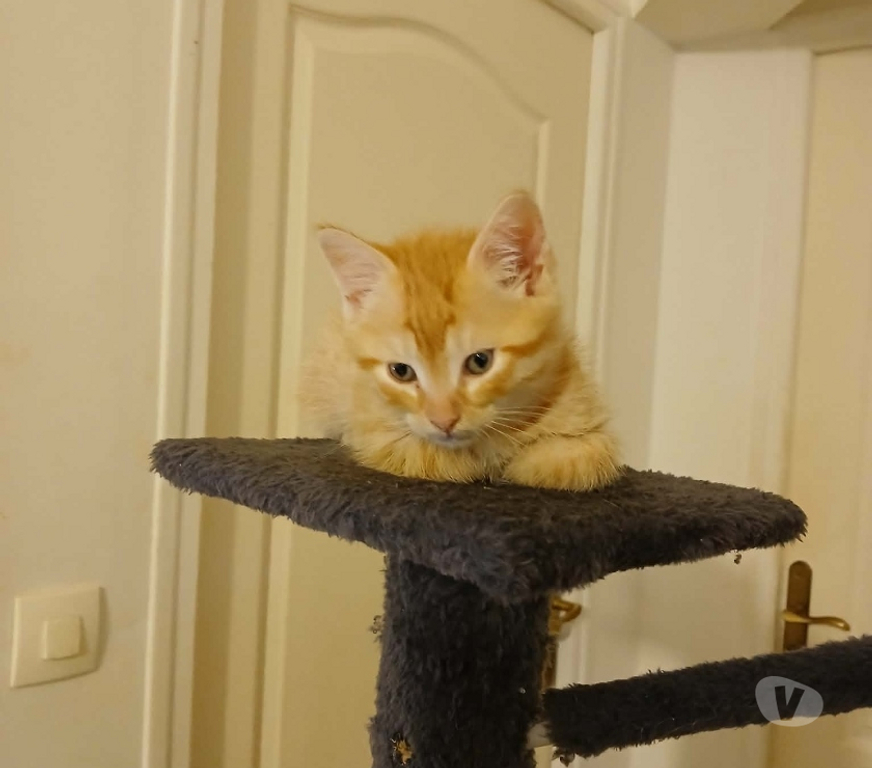 Don animaux Loiret Villemandeur - 45700 - Photos Vivastreet adorables chatons européens