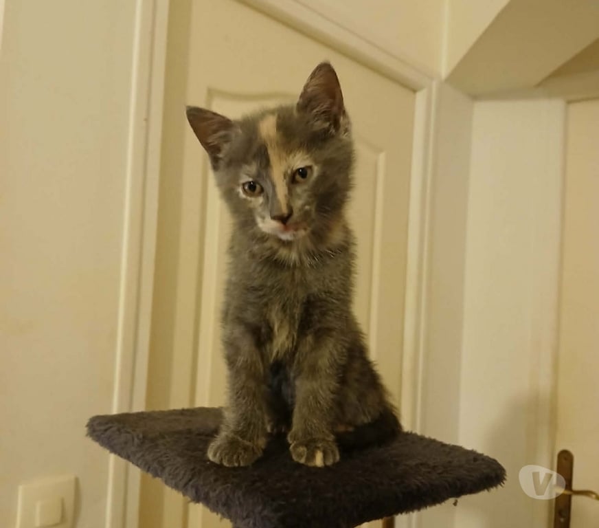 Don animaux Loiret Villemandeur - 45700 - Photos Vivastreet adorables chatons européens