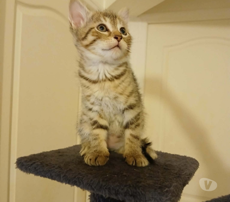 Don animaux Loiret Villemandeur - 45700 - Photos Vivastreet adorables chatons européens