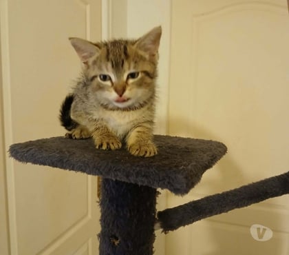 Don animaux Villemandeur Loiret - Photos Vivastreet adorables chatons européens