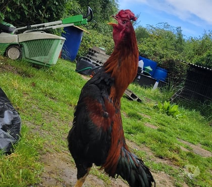 Vente animaux Reze Loire-Atlantique - Photos Vivastreet Coq de races aseel
