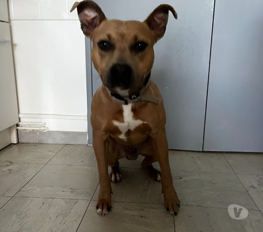 Don animaux Drôme Montelimar - 26200 - Photos Vivastreet DOGUE - Staff croisé