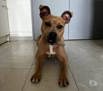 DOGUE - Staff croisé