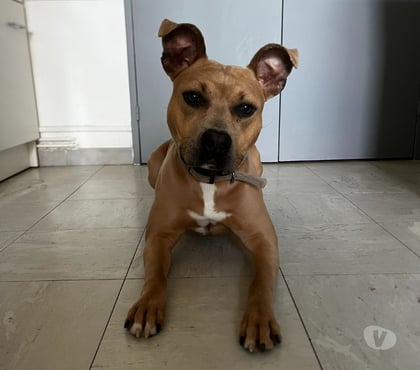 Adoption animaux Montelimar Drôme - Photos Vivastreet DOGUE - Staff croisé