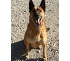 STORMY, chien type berger allemand 6 ans non lof