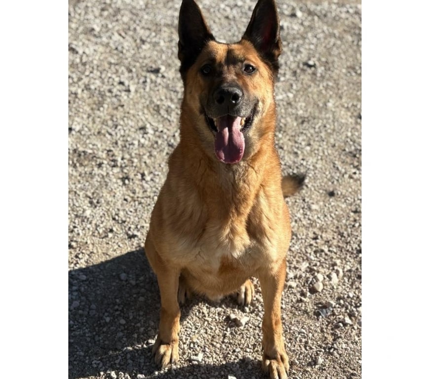 Don animaux Hérault Montpellier - Photos Vivastreet STORMY, chien type berger allemand 6 ans non lof