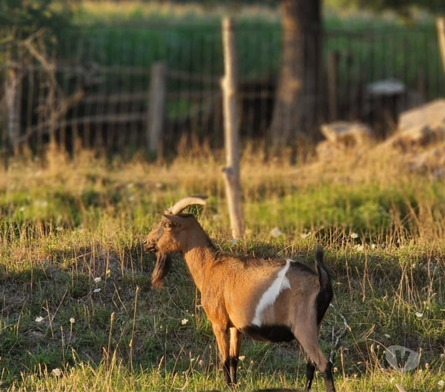Vente Loire-Atlantique Notre Dame des Landes - 44130 - Photos Vivastreet Dyonisos, bouc semi nain à adopter