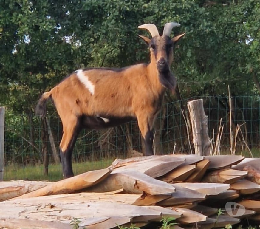 Vente Loire-Atlantique Notre Dame des Landes - 44130 - Photos Vivastreet Dyonisos, bouc semi nain à adopter