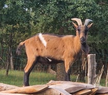 Photos Vivastreet Dyonisos, bouc semi nain à adopter