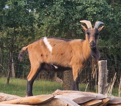 Vente animaux Notre Dame des Landes Loire-Atlantique - Photos Vivastreet Dyonisos, bouc semi nain à adopter