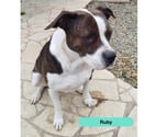 La Meziere - Ille-et-Vilaine — Ruby, croisée bulldog américain à adopter