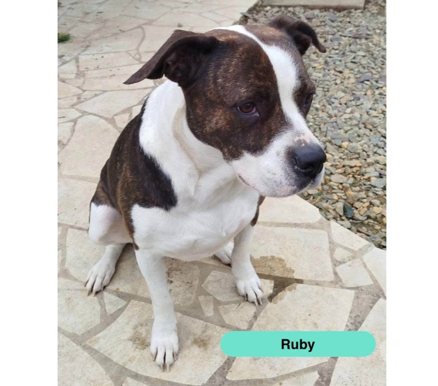 Vente Ille-et-Vilaine La Meziere - 35520 - Photos Vivastreet Ruby, croisée bulldog américain à adopter