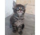 Pont de Buis les Quimerch - Finistère — Chatons maine-coon