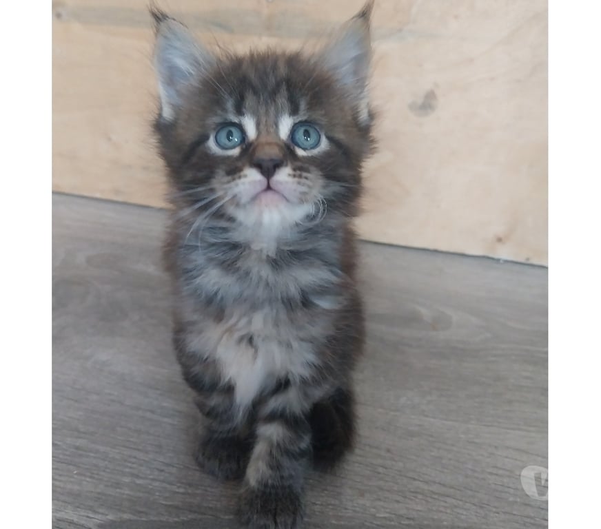 Vente Finistère Pont de Buis les Quimerch - Photos Vivastreet Chatons maine-coon