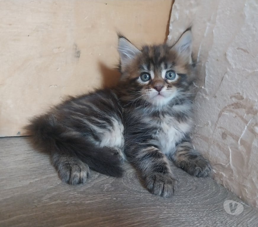 Vente Finistère Pont de Buis les Quimerch - Photos Vivastreet Chatons maine-coon