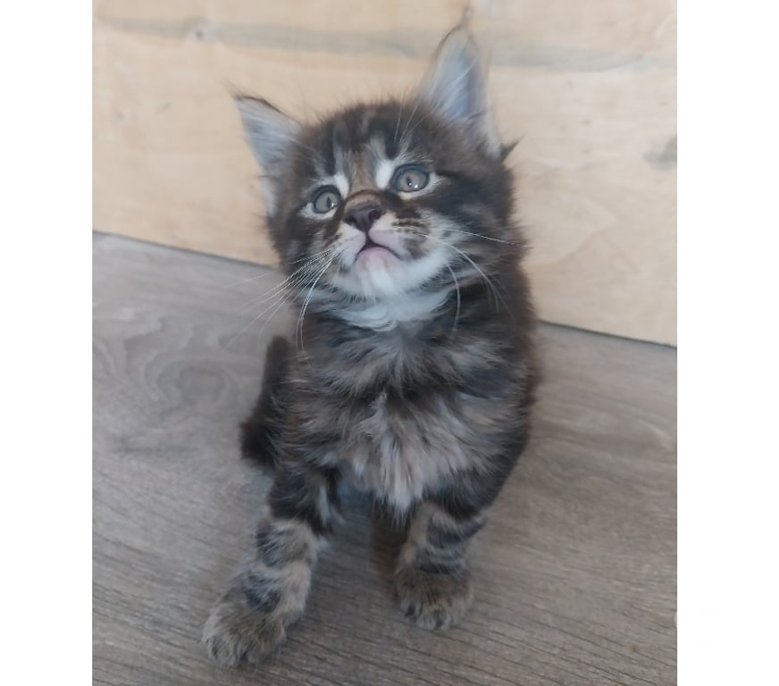 Vente Finistère Pont de Buis les Quimerch - Photos Vivastreet Chatons maine-coon