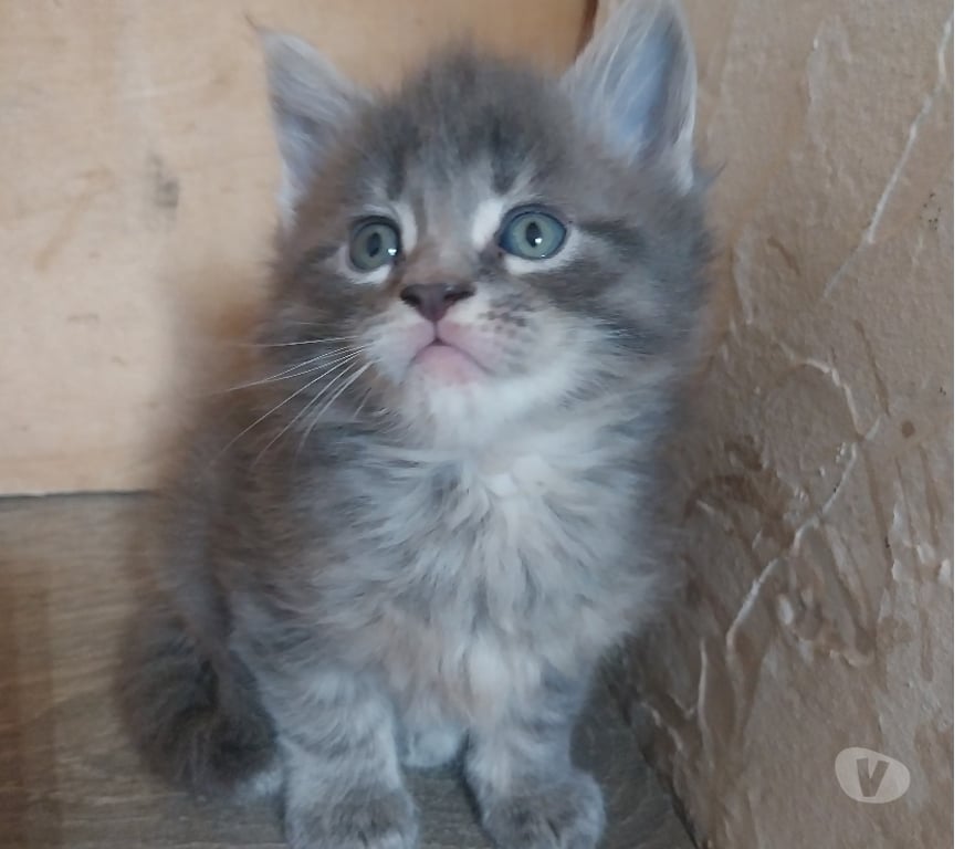 Vente Finistère Pont de Buis les Quimerch - Photos Vivastreet Chatons maine-coon