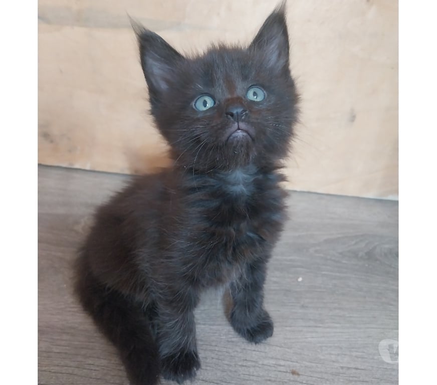 Vente Finistère Pont de Buis les Quimerch - Photos Vivastreet Chatons maine-coon