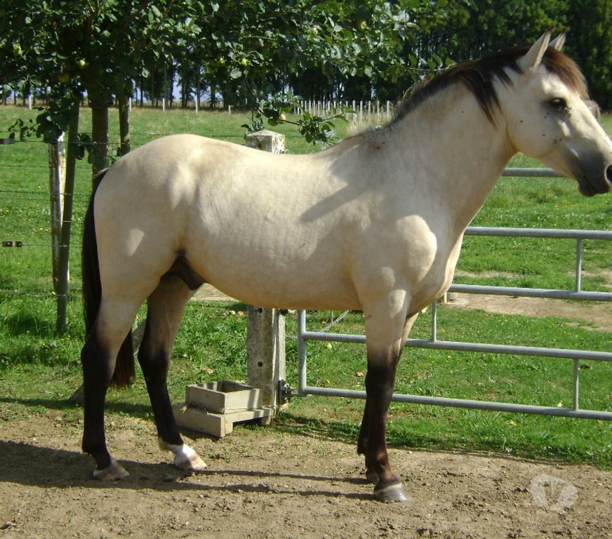 Services, accessoires animaux Calvados Grainville sur Odon - 14210 - Photos Vivastreet ETALON disponible pour saillir