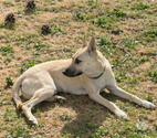 Albane chiot femelle cherche famille serieuse