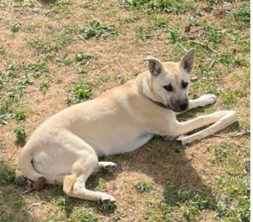 Don animaux Aude Carcassonne - Photos Vivastreet Albane chiot femelle cherche famille serieuse