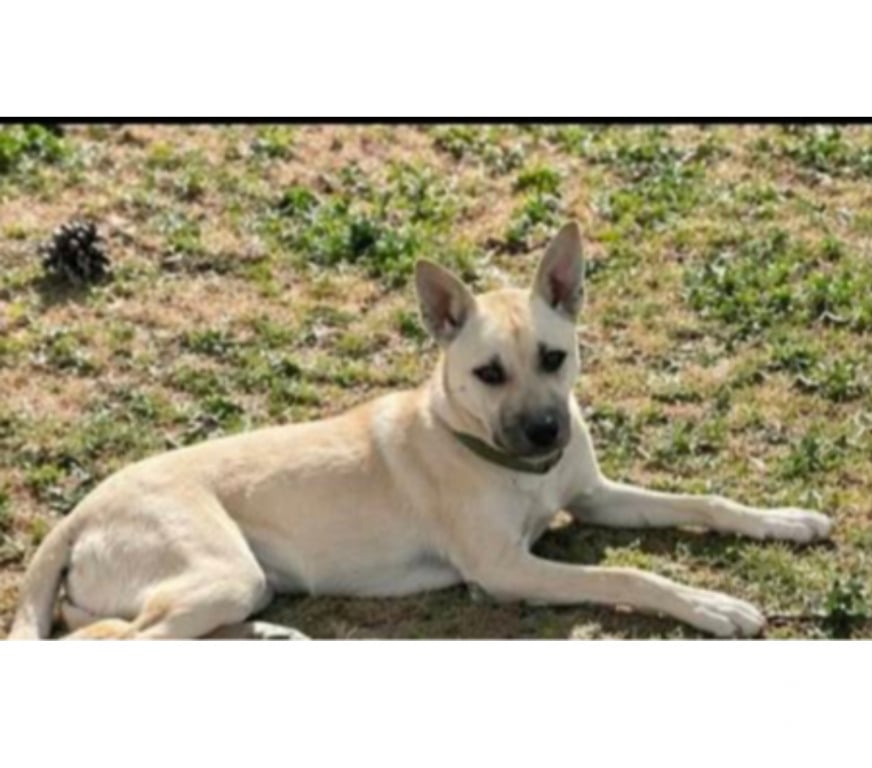 Don animaux Aude Carcassonne - Photos Vivastreet Albane chiot femelle cherche famille serieuse