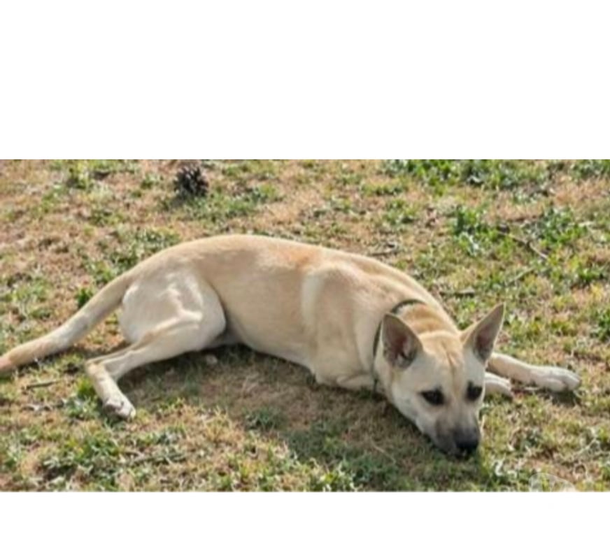 Don animaux Aude Carcassonne - Photos Vivastreet Albane chiot femelle cherche famille serieuse